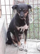 SURAMI, Hund, Mischlingshund in Rumänien - Bild 5