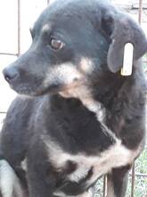 SURAMI, Hund, Mischlingshund in Rumänien - Bild 6