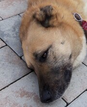 ELENA, Hund, Mischlingshund in Durmersheim - Bild 11