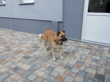 ELENA, Hund, Mischlingshund in Durmersheim - Bild 3