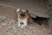 ELENA, Hund, Mischlingshund in Durmersheim - Bild 9