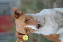 TRIXIE, Hund, Jack Russell Terrier in Rumänien - Bild 1