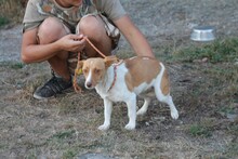 TRIXIE, Hund, Jack Russell Terrier in Rumänien - Bild 2
