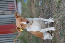 TRIXIE, Hund, Jack Russell Terrier in Rumänien - Bild 3