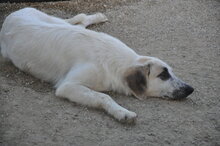 WITTE, Hund, Mischlingshund in Italien - Bild 1