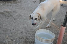WITTE, Hund, Mischlingshund in Italien - Bild 2
