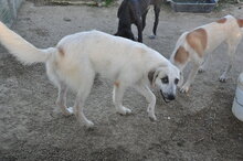 WITTE, Hund, Mischlingshund in Italien - Bild 3