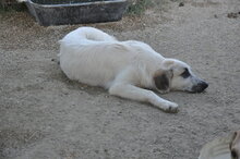 WITTE, Hund, Mischlingshund in Italien - Bild 6