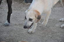 WITTE, Hund, Mischlingshund in Italien - Bild 7