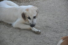 WITTE, Hund, Mischlingshund in Italien - Bild 8