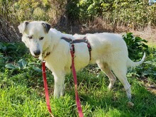 KIMBA, Hund, Mischlingshund in Georgsdorf - Bild 2