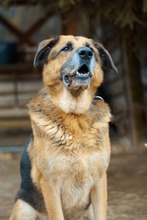 MONK, Hund, Mischlingshund in Slowakische Republik - Bild 11