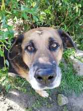 MONK, Hund, Mischlingshund in Slowakische Republik - Bild 12