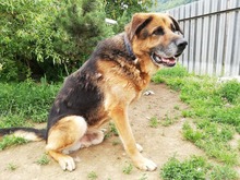 MONK, Hund, Mischlingshund in Slowakische Republik - Bild 14