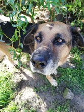 MONK, Hund, Mischlingshund in Slowakische Republik - Bild 16