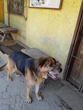 MONK, Hund, Mischlingshund in Slowakische Republik - Bild 21