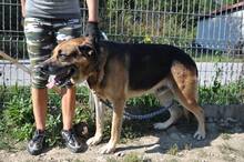 MONK, Hund, Mischlingshund in Slowakische Republik - Bild 27