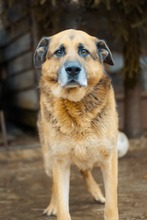 MONK, Hund, Mischlingshund in Slowakische Republik - Bild 6