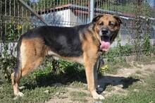 MONK, Hund, Mischlingshund in Slowakische Republik - Bild 7