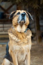 MONK, Hund, Mischlingshund in Slowakische Republik - Bild 9