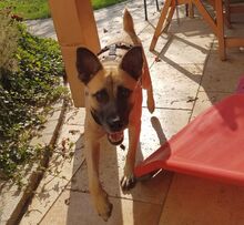 LIVIU, Hund, Mischlingshund in Freilassing - Bild 13