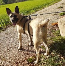 LIVIU, Hund, Mischlingshund in Freilassing - Bild 15