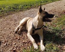 LIVIU, Hund, Mischlingshund in Freilassing - Bild 18