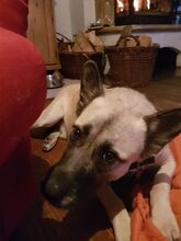 LIVIU, Hund, Mischlingshund in Freilassing - Bild 21