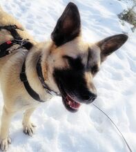 LIVIU, Hund, Mischlingshund in Freilassing - Bild 25