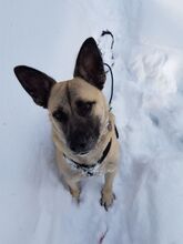 LIVIU, Hund, Mischlingshund in Freilassing - Bild 29