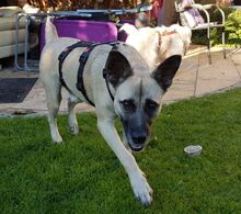 LIVIU, Hund, Mischlingshund in Freilassing - Bild 5