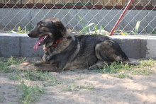 KISMACKO, Hund, Mischlingshund in Ungarn - Bild 2