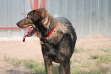 KISMACKO, Hund, Mischlingshund in Ungarn - Bild 4