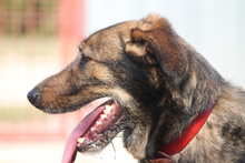KISMACKO, Hund, Mischlingshund in Ungarn - Bild 5