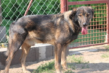 KISMACKO, Hund, Mischlingshund in Ungarn - Bild 6