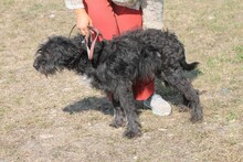 MAGNAR, Hund, Bearded Collie-Mix in Rumänien - Bild 2