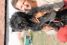 MAGNAR, Hund, Bearded Collie-Mix in Rumänien - Bild 3