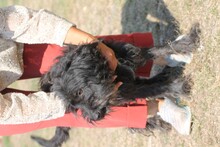 MAGNAR, Hund, Bearded Collie-Mix in Rumänien - Bild 5