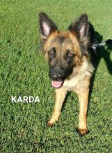 KARDA, Hund, Deutscher Schäferhund in Spanien - Bild 1