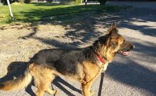 KARDA, Hund, Deutscher Schäferhund in Spanien - Bild 4