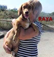 RAYA, Hund, Mischlingshund in Bulgarien - Bild 1