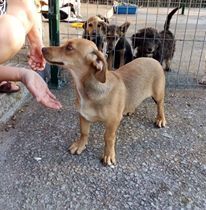 RAYA, Hund, Mischlingshund in Bulgarien - Bild 2