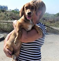 RAYA, Hund, Mischlingshund in Bulgarien - Bild 5