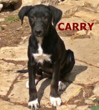 CARRY, Hund, Mischlingshund in Würselen - Bild 2