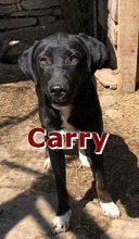 CARRY, Hund, Mischlingshund in Würselen - Bild 4