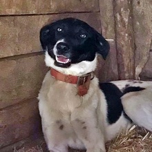 CHELSEA, Hund, Mischlingshund in Bulgarien - Bild 1