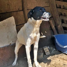 CHELSEA, Hund, Mischlingshund in Bulgarien - Bild 2