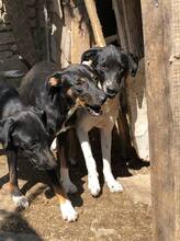 CHELSEA, Hund, Mischlingshund in Bulgarien - Bild 3