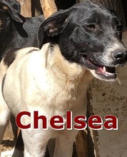 CHELSEA, Hund, Mischlingshund in Bulgarien - Bild 4