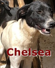 CHELSEA, Hund, Mischlingshund in Oberasbach - Bild 4